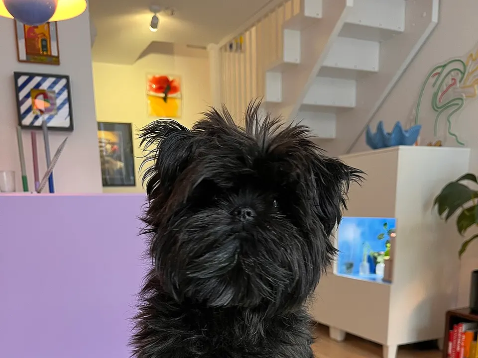Affenpinscher