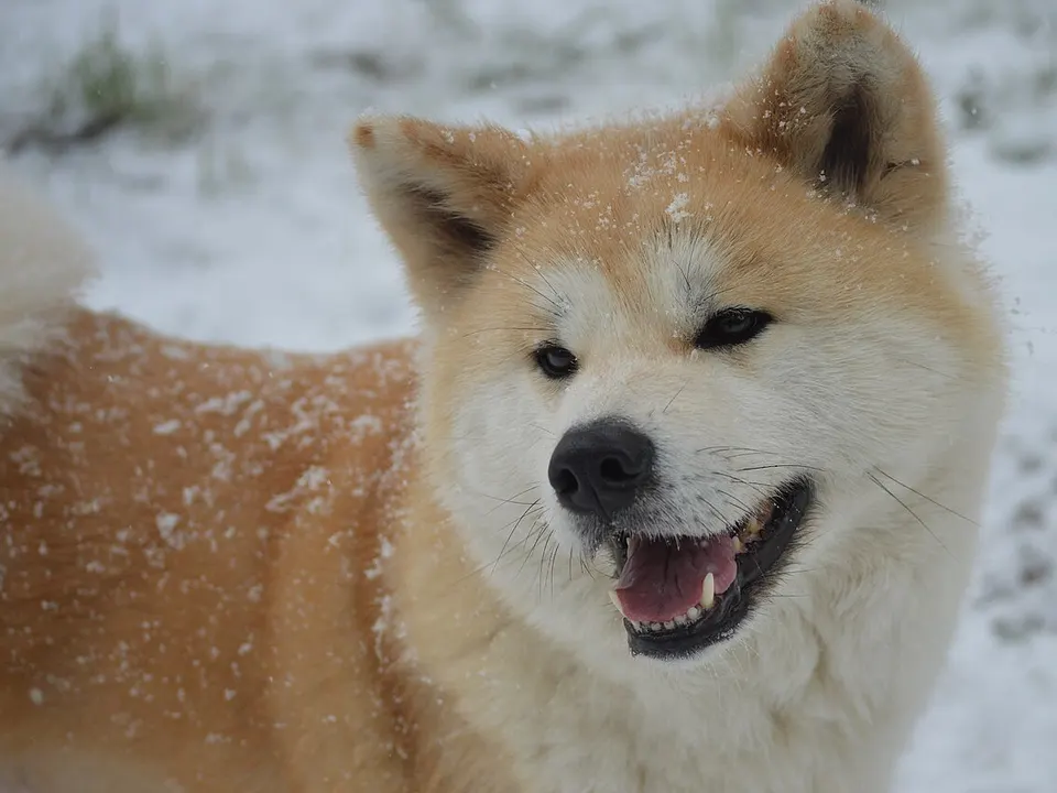 Akita