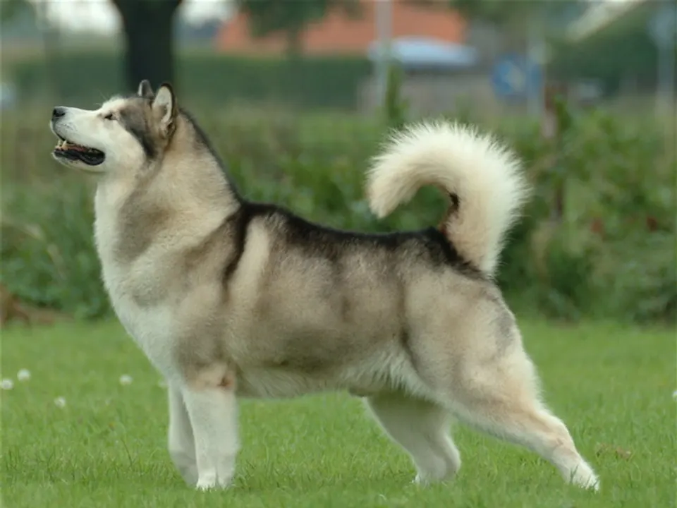 Alaskan Malamute