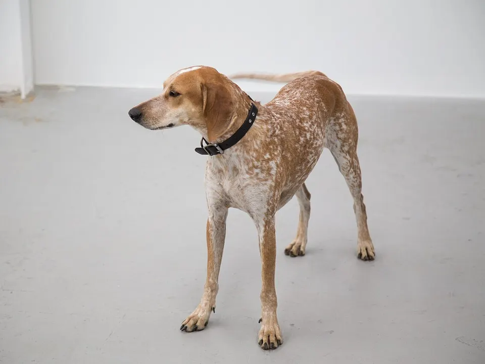 American English Coonhound