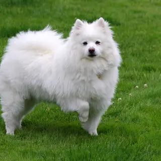 American Eskimo Dog