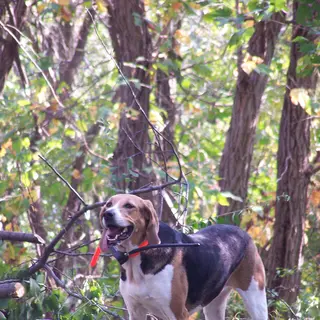 American Foxhound