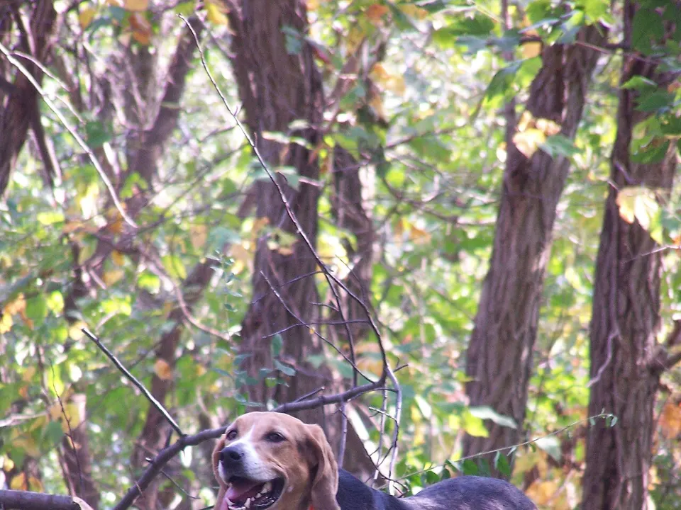 American Foxhound