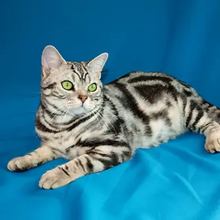 American Shorthair