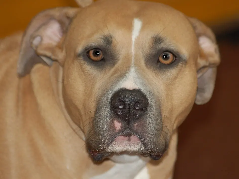 American Staffordshire Terrier