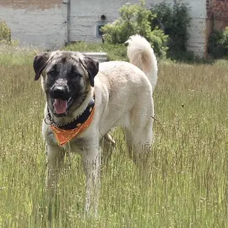 Anatolian Shepherd Dog