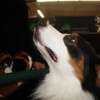 Australian Shepherd