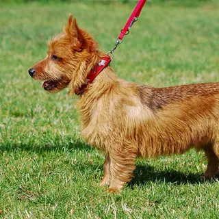 Australian Terrier