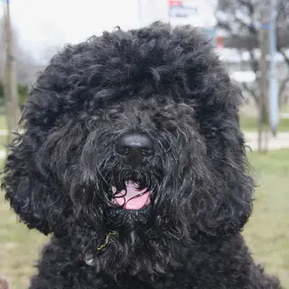 Barbet