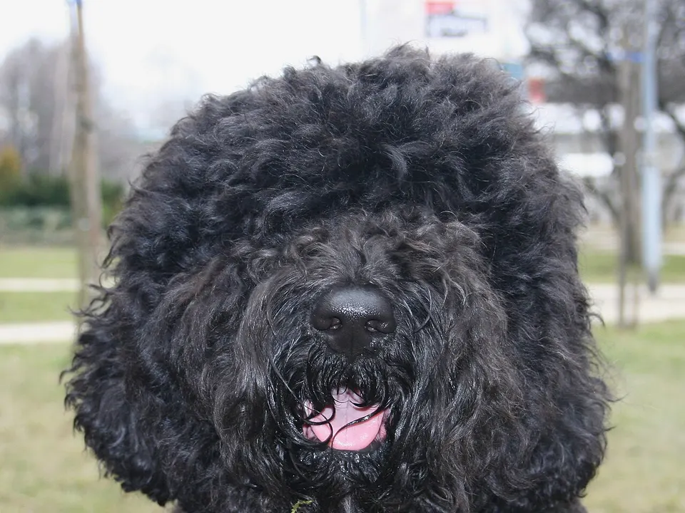 Barbet