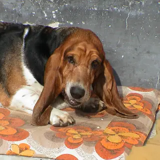 Basset Hound