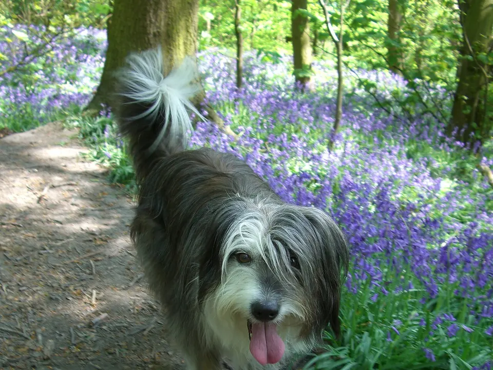 Bearded Collie