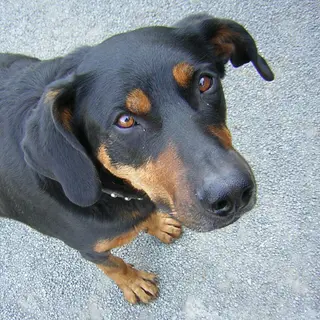Beauceron
