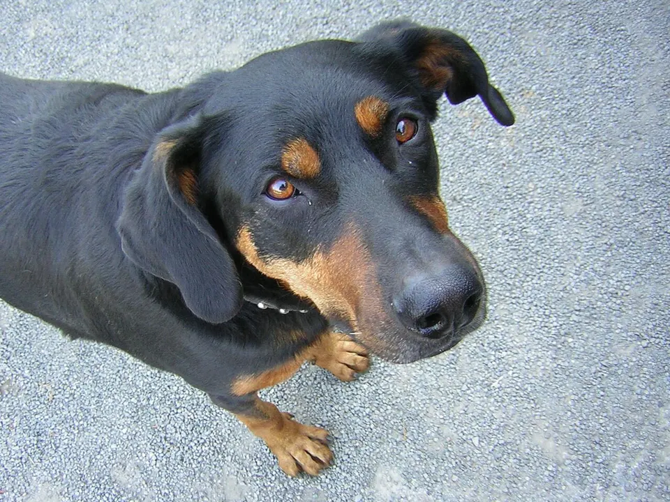 Beauceron