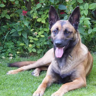 Belgian Malinois