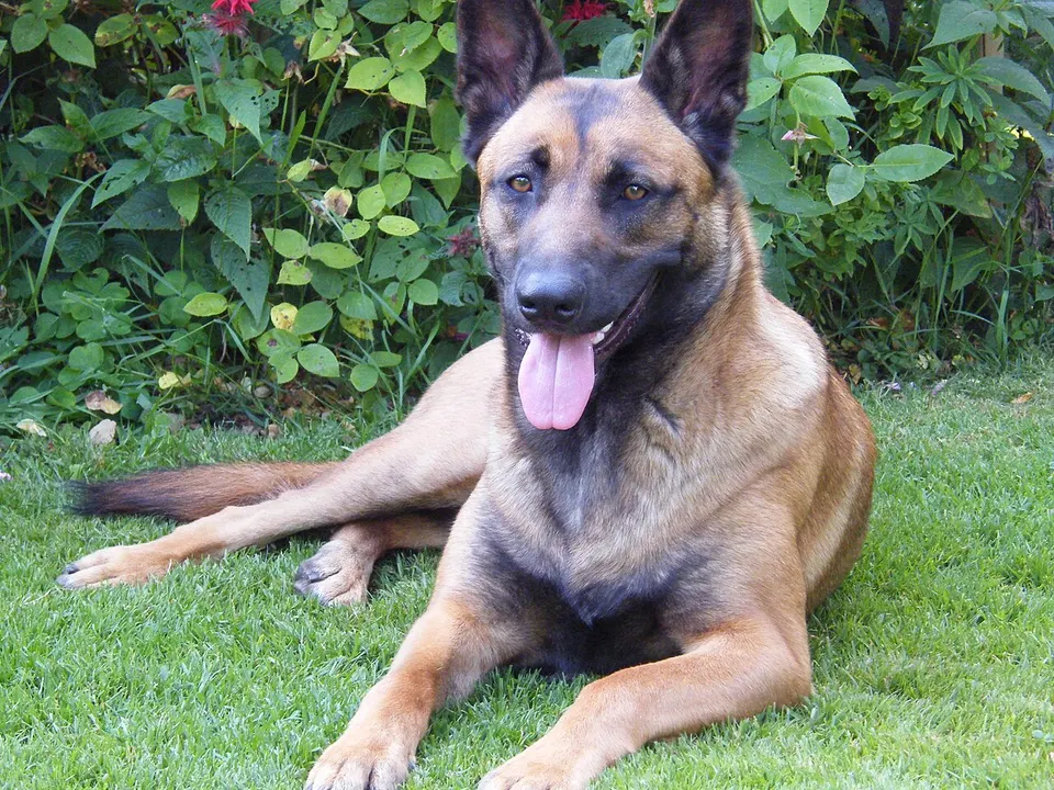 Belgian Malinois