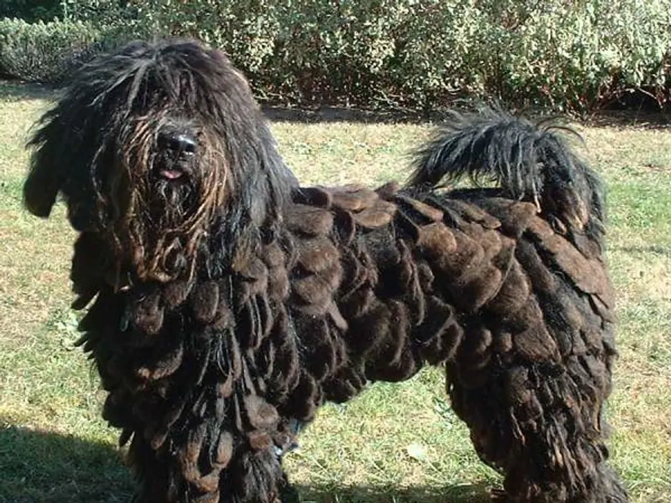 Bergamasco Sheepdog