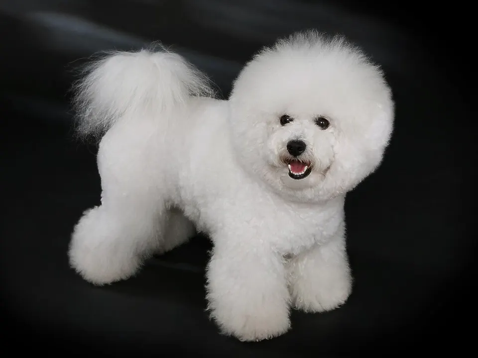 Bichon Frise