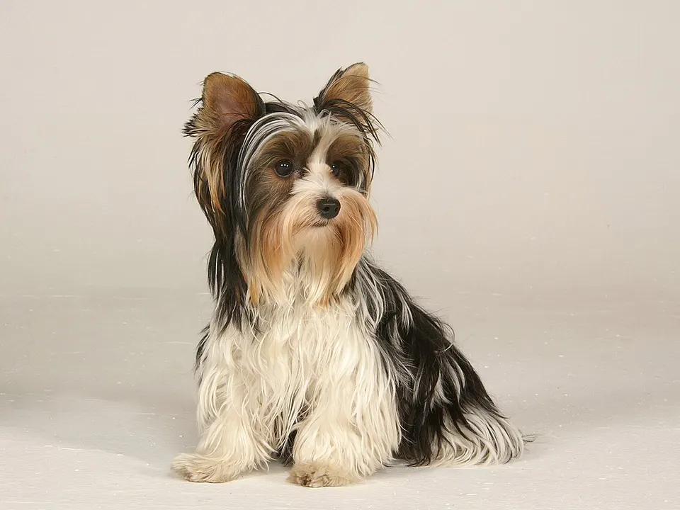Biewer Terrier
