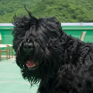 Black Russian Terrier
