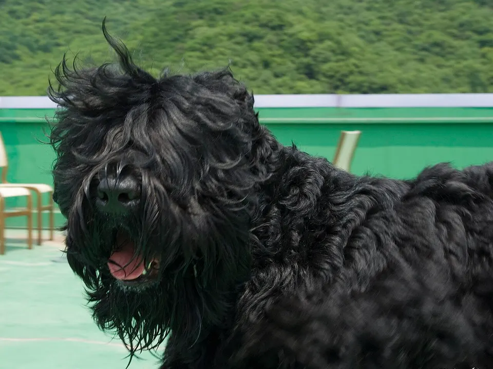 Black Russian Terrier