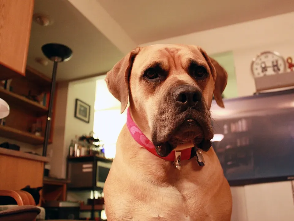 Boerboel