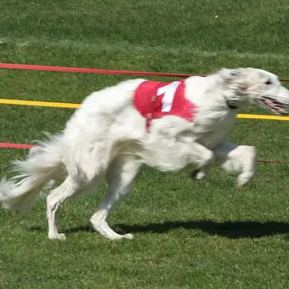 Borzoi