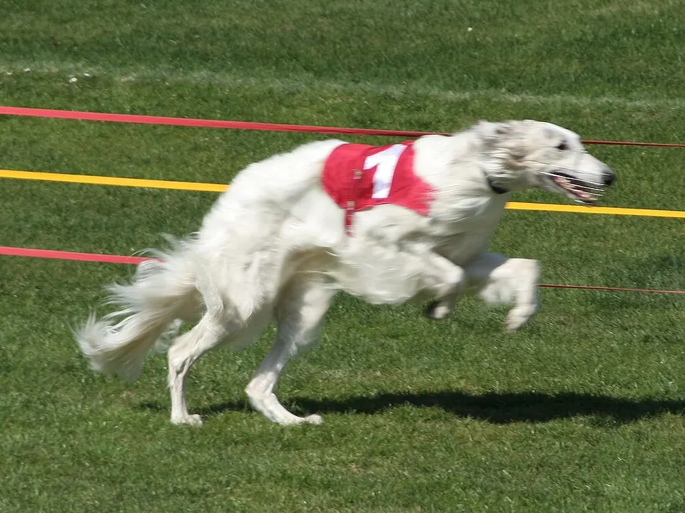 Borzoi