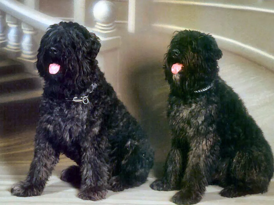 Bouvier des Flandres
