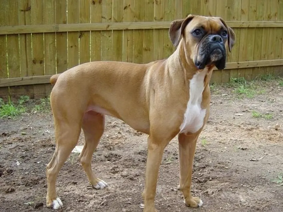 Boxer
