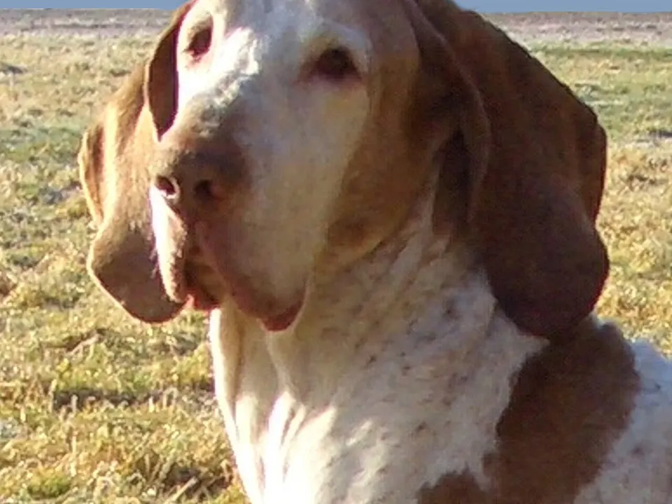 Bracco Italiano