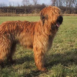 Briard