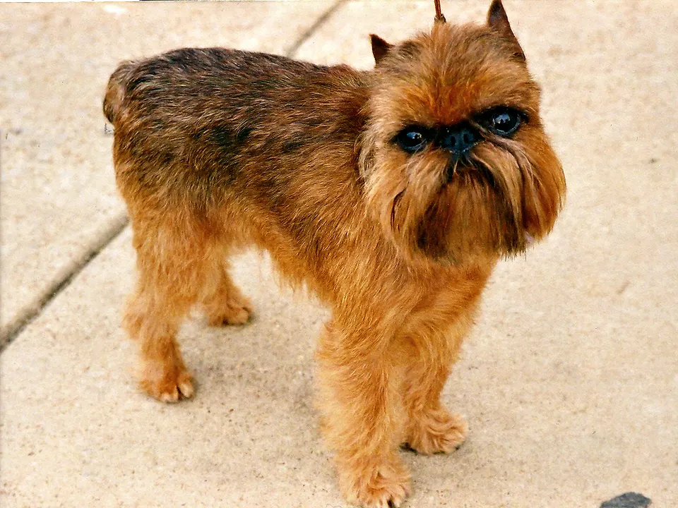Brussels Griffon