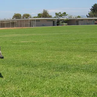 Bull Terrier