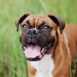 Bulldog