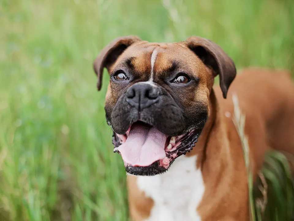 Bulldog