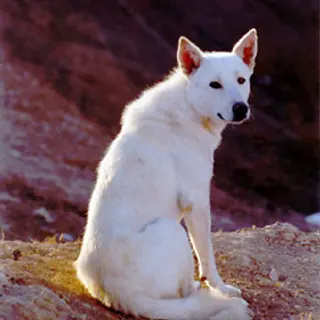 Canaan Dog