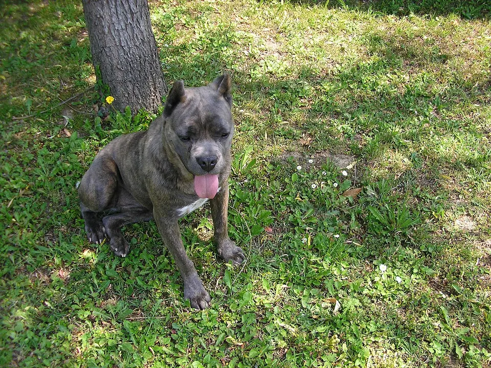 Cane Corso