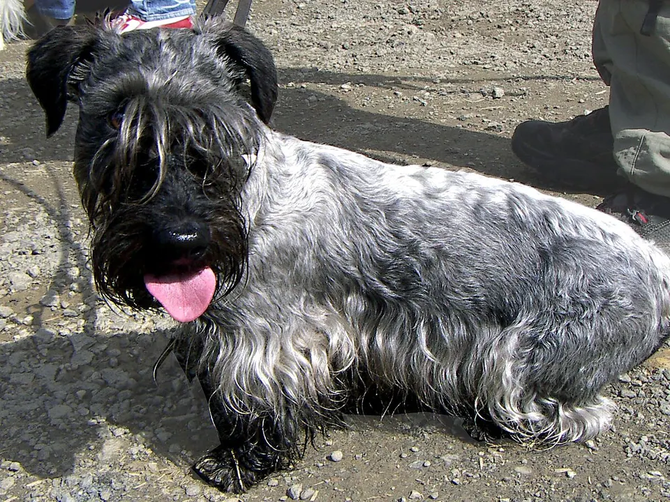 Cesky Terrier