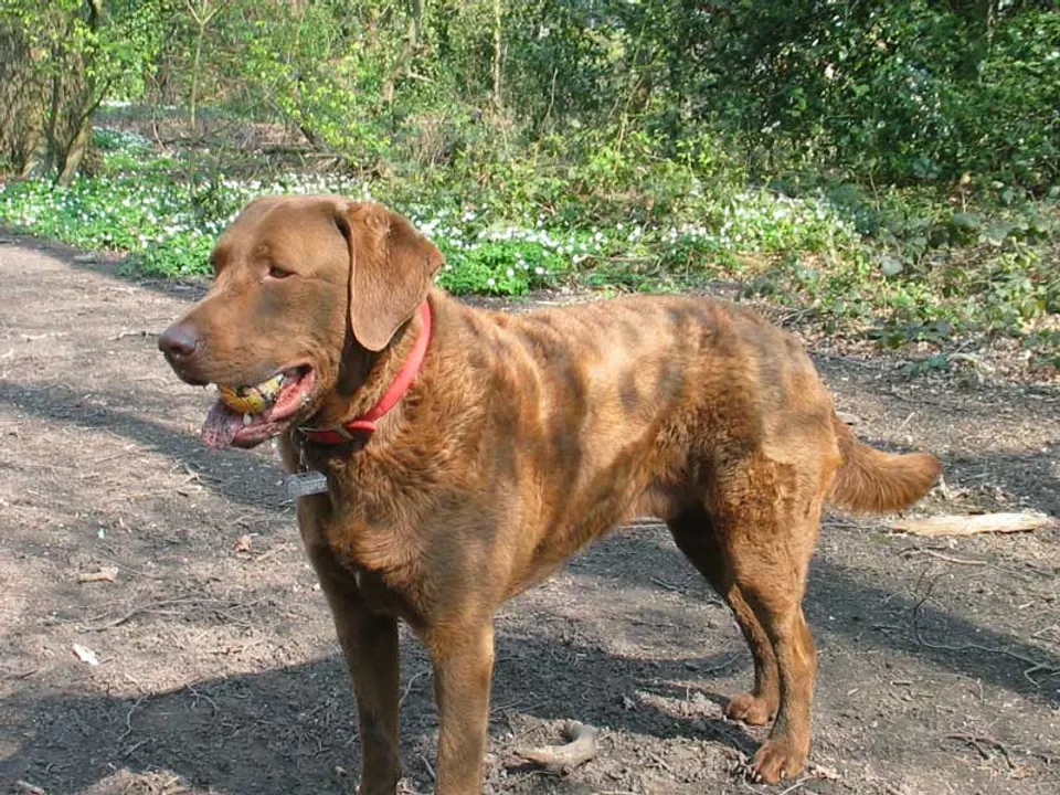 Chesapeake Bay Retriever