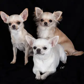 Chihuahua