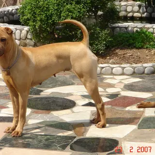 Chinese Shar-Pei