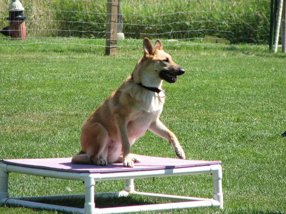 Chinook