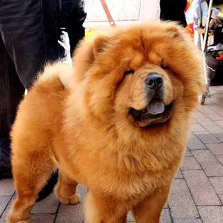 Chow Chow