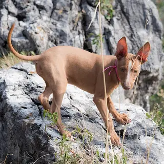 Cirneco dell’Etna