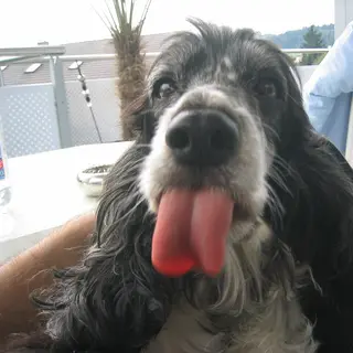 Cocker Spaniel