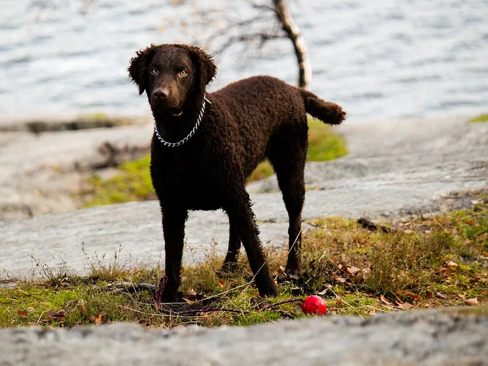 Curly-Coated Retriever