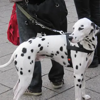 Dalmatian
