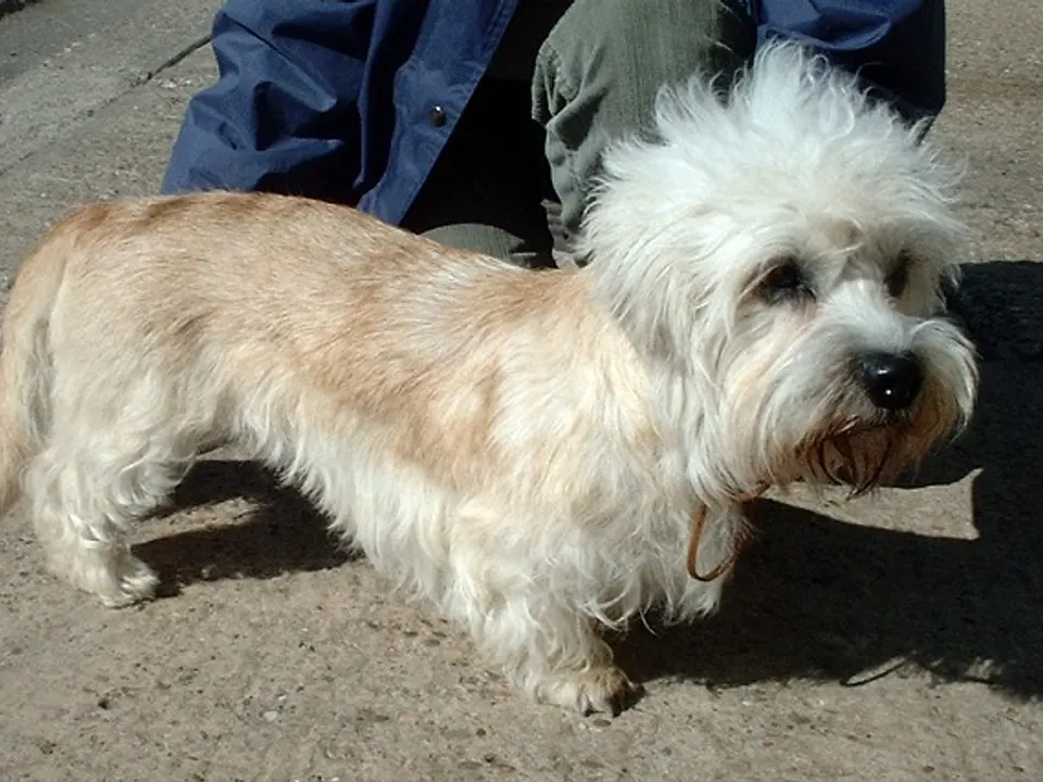 Dandie Dinmont Terrier
