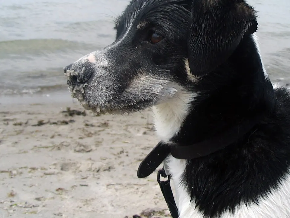 Danish-Swedish Farmdog